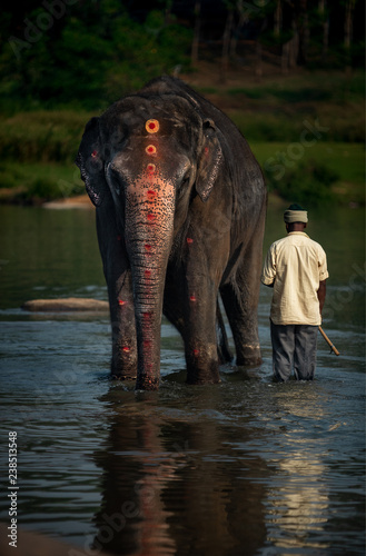 Man bathes elephant