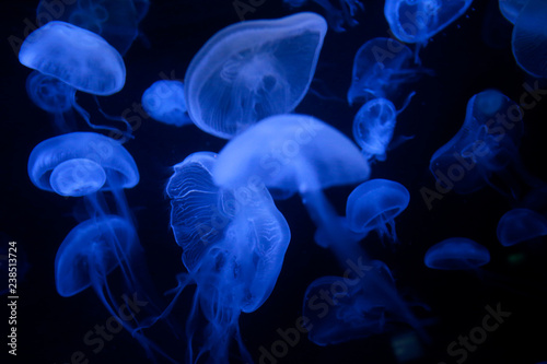 Jellyfishes © Oleg