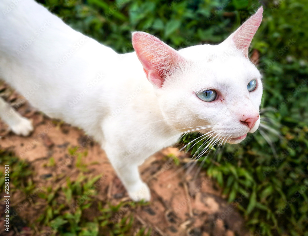 White cat looking camera , backdrop is green grass