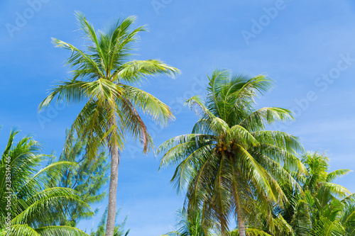 summer and exotic nature concept - palm trees over blue sky
