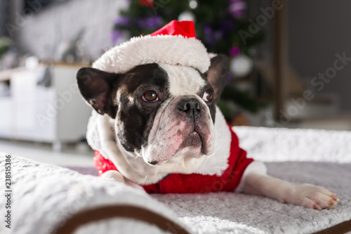 Fototapeta Naklejka Na Ścianę i Meble -  French bulldog in santa costume lying down under the christmas tree