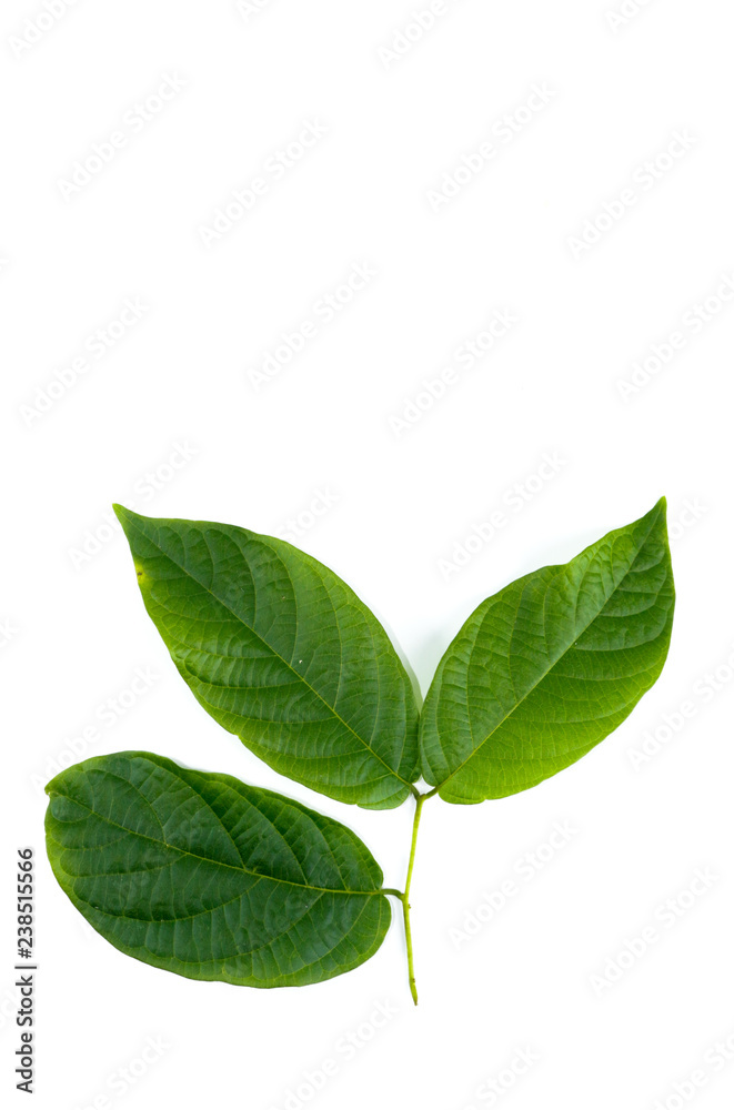 Leaf Rangoon Creeper Close up