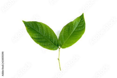 Leaf Rangoon Creeper Close up