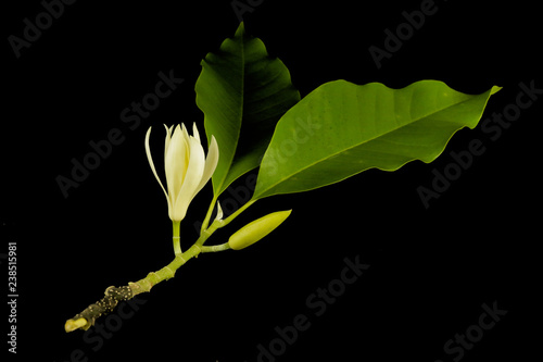 White champaka Close up Black background