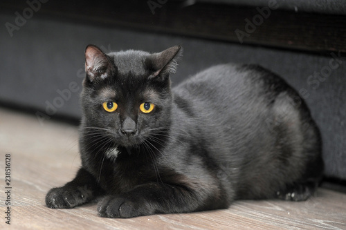 black bombay cat with bright yellow eyes photo