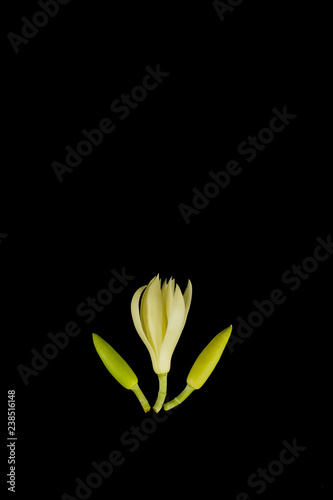 White champaka Close up Black background