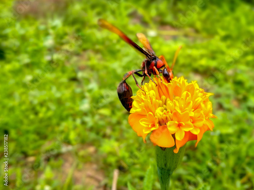 Hornet on yellow flower,backdrop is green grass © Kohyao