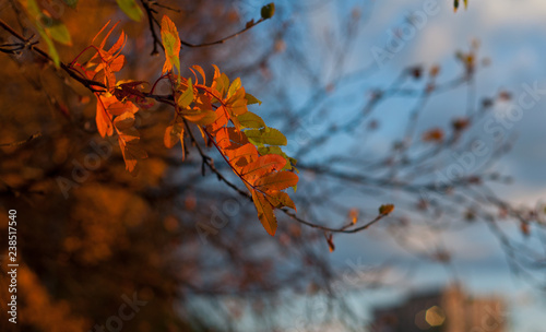 autumn leaves on tree