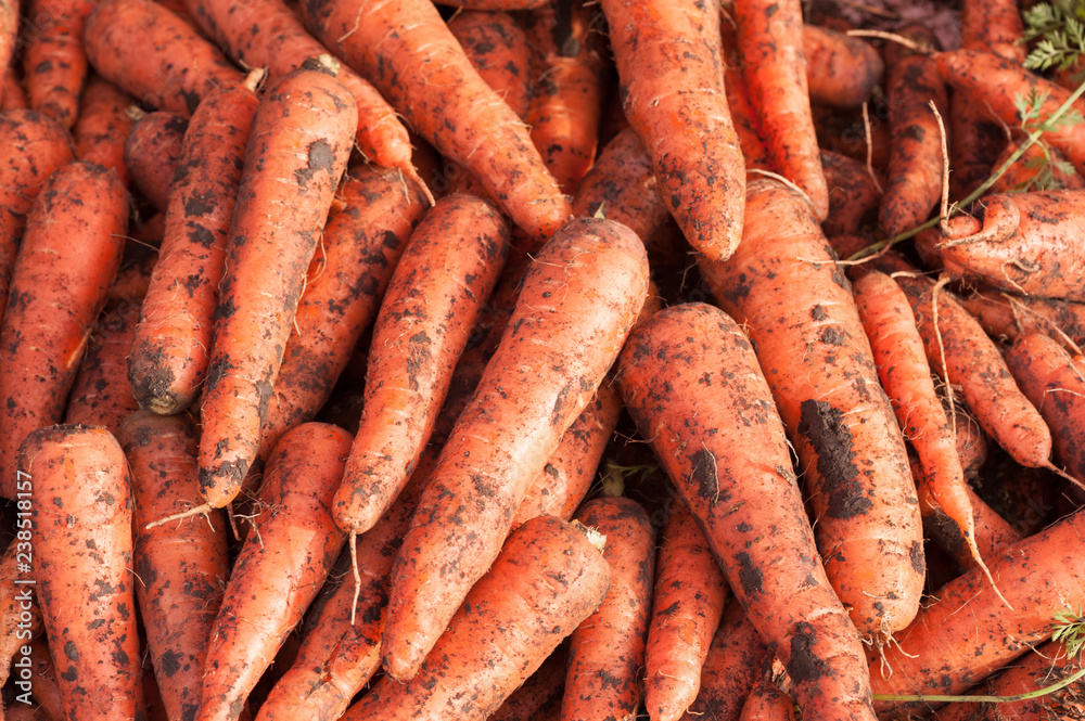 fresh carrots selling at vegetable market fresh carrots selling at vegetable market