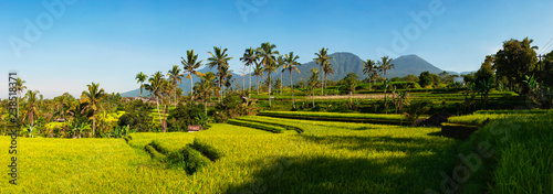 Panoramic view of Rice Terraces and blue sky, Ubud, Bali, Indonesia. Beautiful green young rice fields, natural beautiful tropical background. Rice farm, field, paddy. Travel concept.