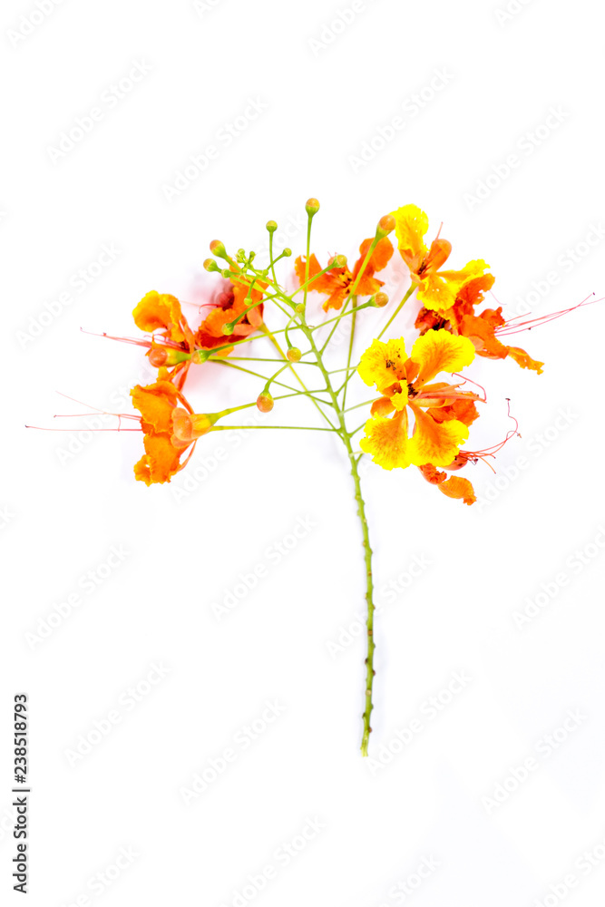 Fototapeta premium Barbados Pride Close up