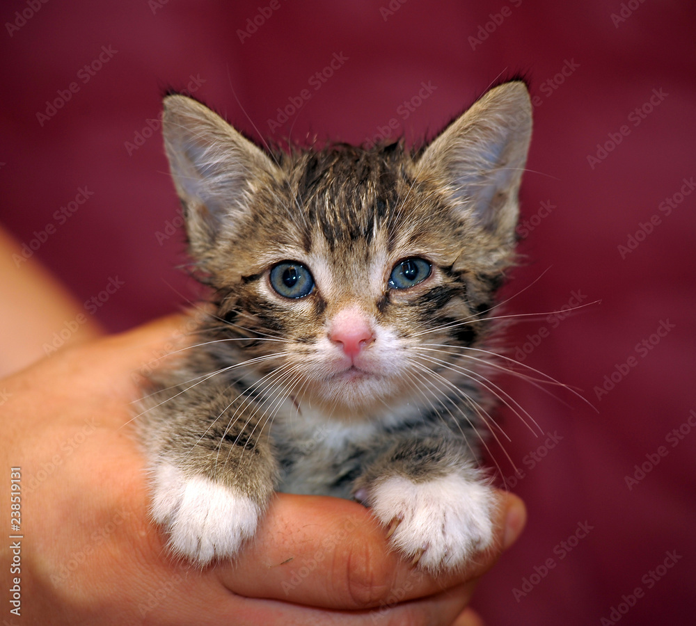 curious striped kitten in the hands of a portrait on a bardo background