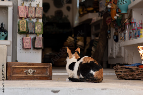 Neugierige Katze vor dem Laden