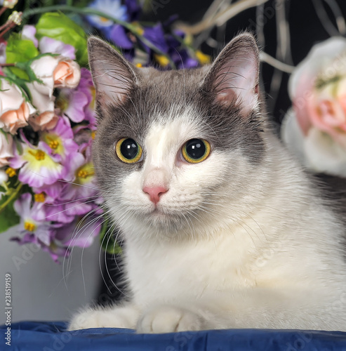 gray with white cat and flowers, allergy concept photo