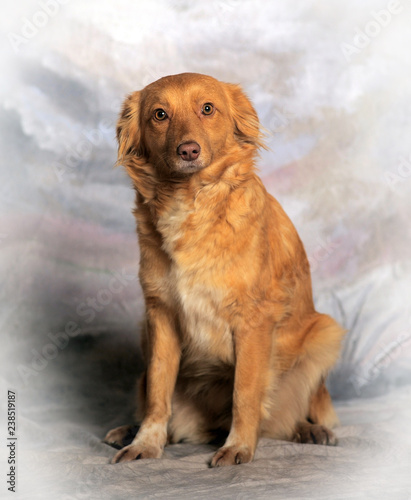 Fototapeta Naklejka Na Ścianę i Meble -  beautiful little red dog mongrel on a light background