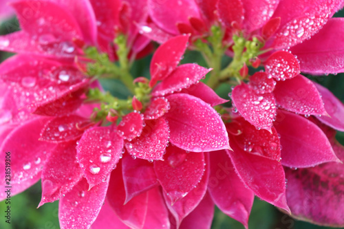 Drops of dew on poinsettia.