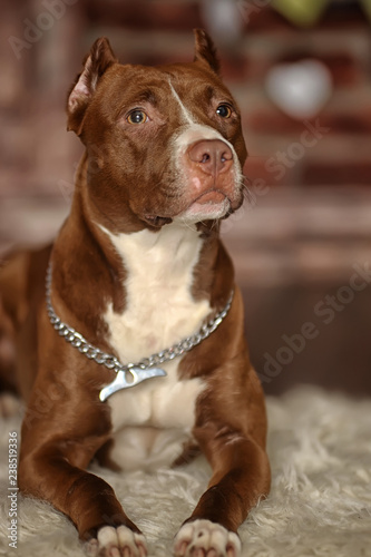 brown with white pit bull terrier © Evdoha