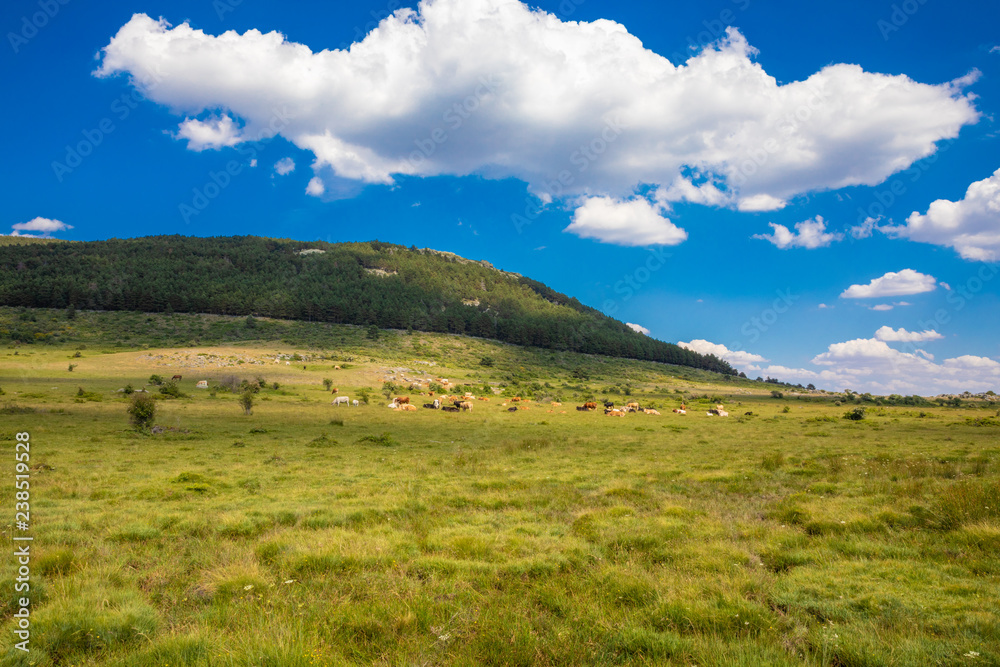 distant herd of cows resting on green grass great meadow, in awesome landscape of Canencia mountain (Madrid, Spain, Europe)