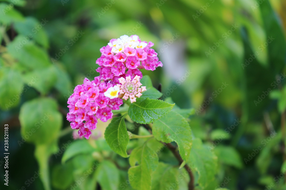 lantana camara Perennial plants in Verbena, Verbenaceae. lantana camara Perennial plants in Verbena, Verbenaceae.