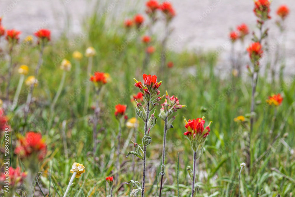 meadow flowers