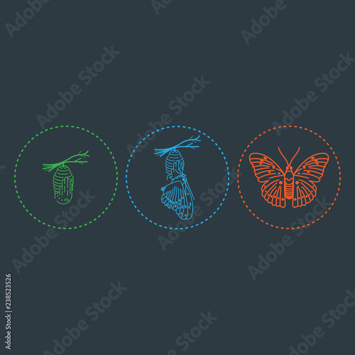 Photos Butterfly and metamorphosis period vector drawing
