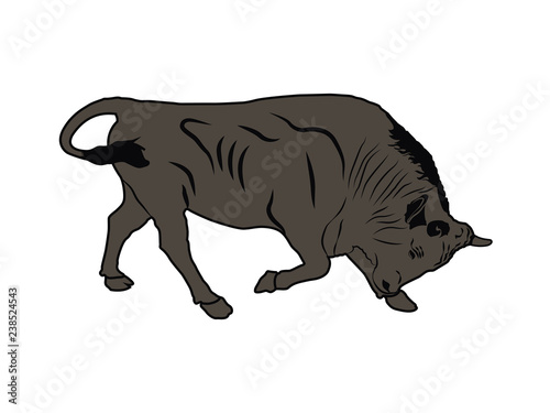 Illustration of adult bull