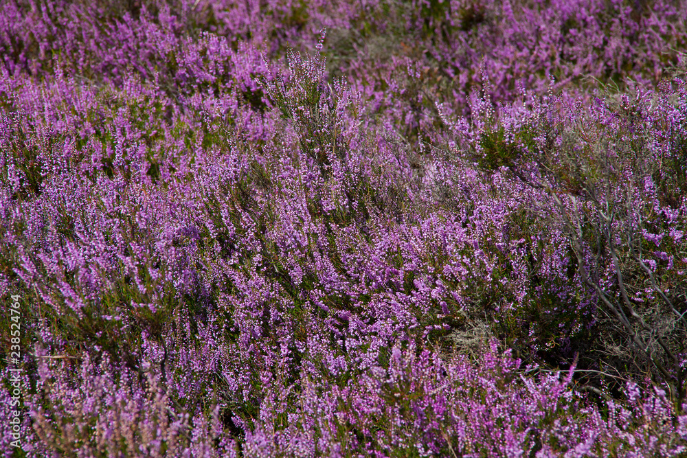 Lüneburger Heide bei Wilsede