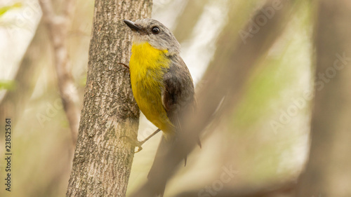 Eatern Yellow Robin (Eopsaltria australis)