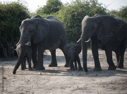 elephant's family