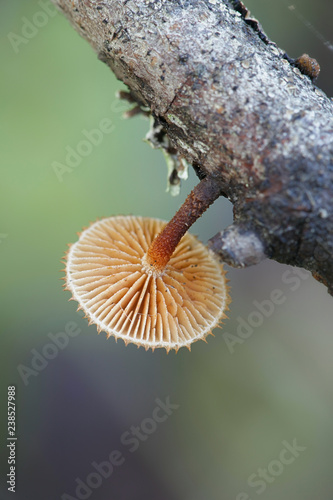 Hedgehog scalycap, Phaeomarasmius erinaceus photo