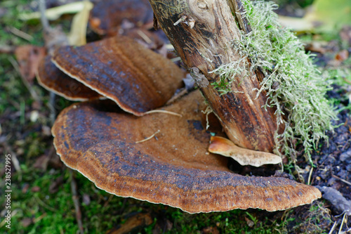 Benzoin bracket fungus, Ischnoderma benzoinum photo