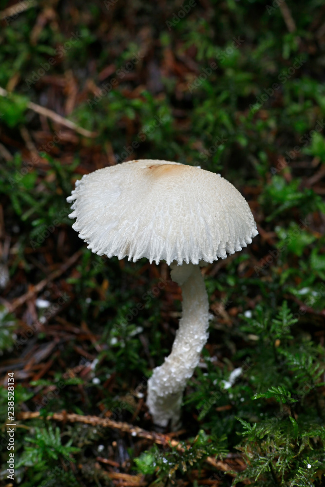 Lepiota clypeolaria commonly known as the shield dapperling or the shaggy-stalked Lepiota Lepiota clypeolaria commonly known as the shield dapperling or the shaggy-stalked Lepiota