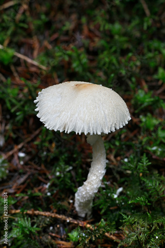 Lepiota clypeolaria commonly known as the shield dapperling or the shaggy-stalked Lepiota