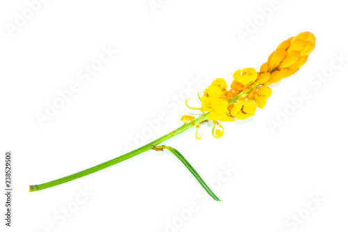 Flower Candelabra bush Close up