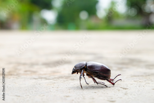 The beetle death laying down on concrete, Onthophagus gazella is a species of scarab beetle,beetle Died on the concrete. photo