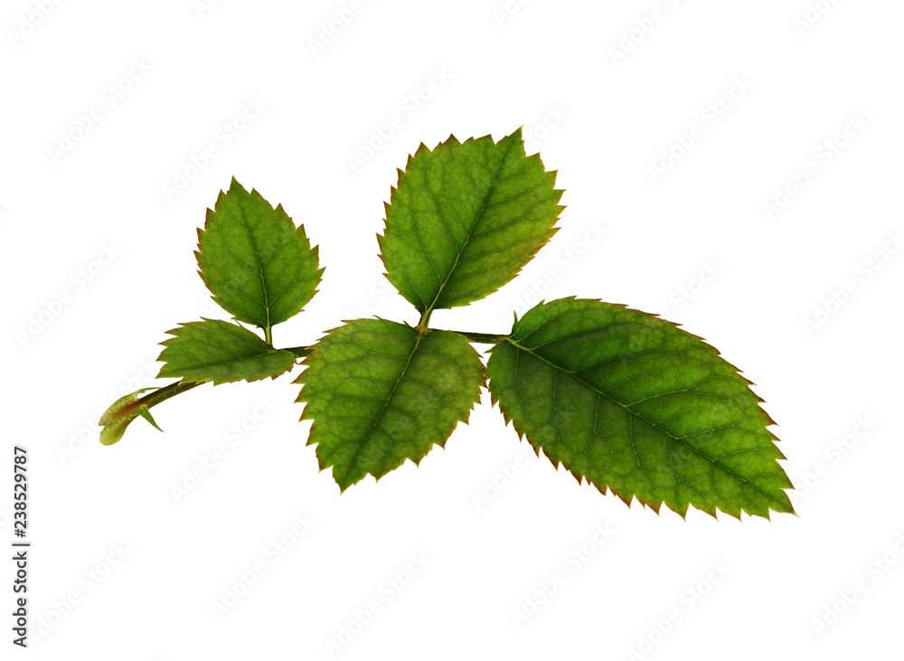 Fresh green rose leaf Fresh green rose leaf