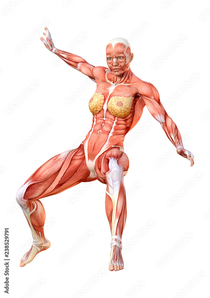 3D Rendering Female Anatomy Figure on White