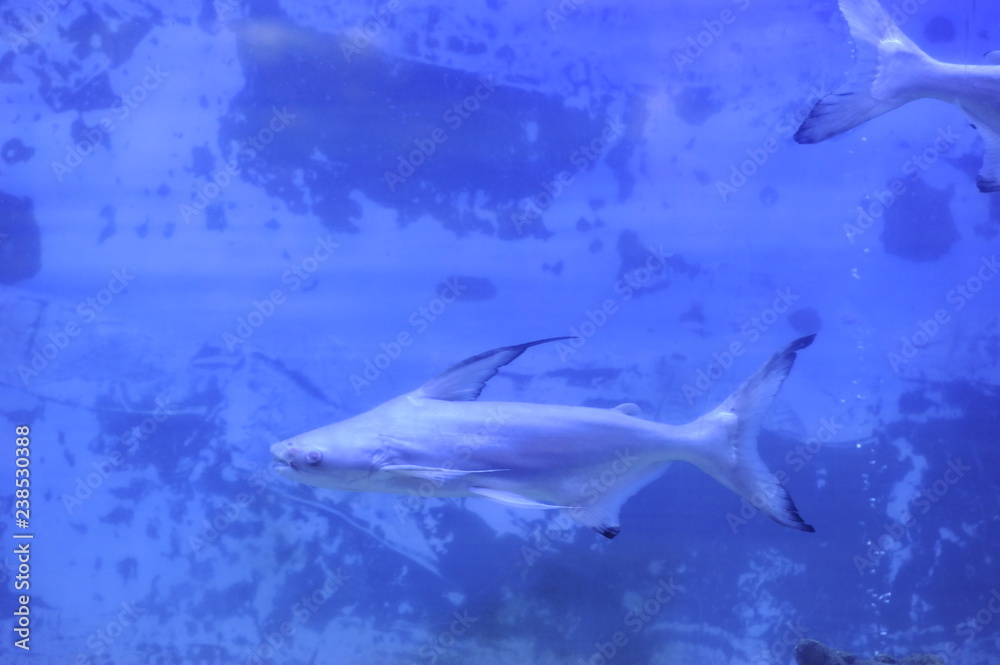 Fototapeta premium pez acuario