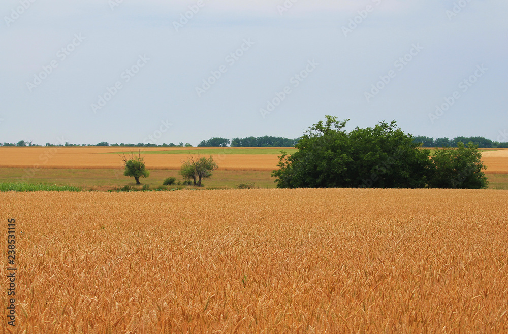 field of wheat/ rural landscape