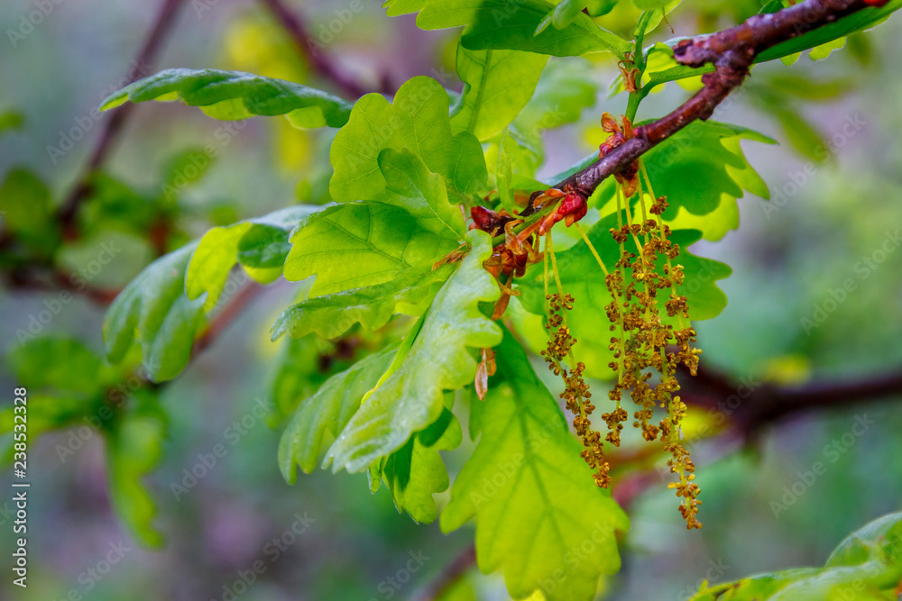 Oak tree male catkins on the branch with lush green foliage at the springtime Oak tree male catkins on the branch with lush green foliage at the springtime