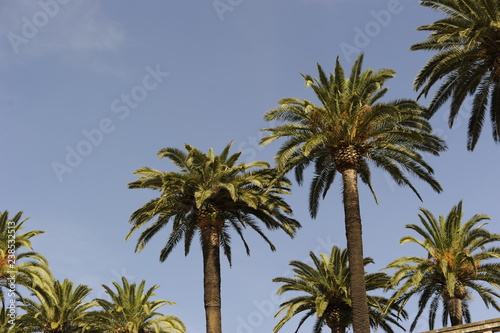 palmeras © Medir