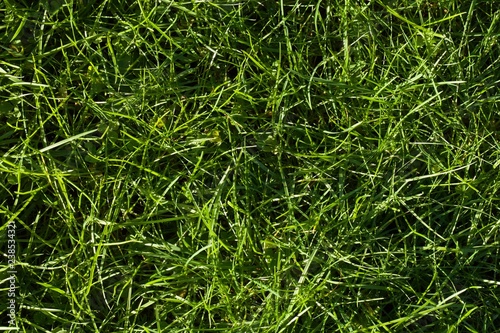 sfondo, texture con erba verde