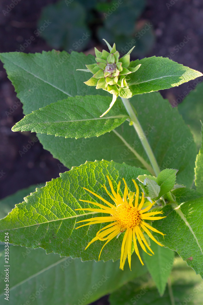 Elecampane herb bloomed a yellow flower in the garden on a summer day. Elecampane herb bloomed a yellow flower in the garden on a summer day.