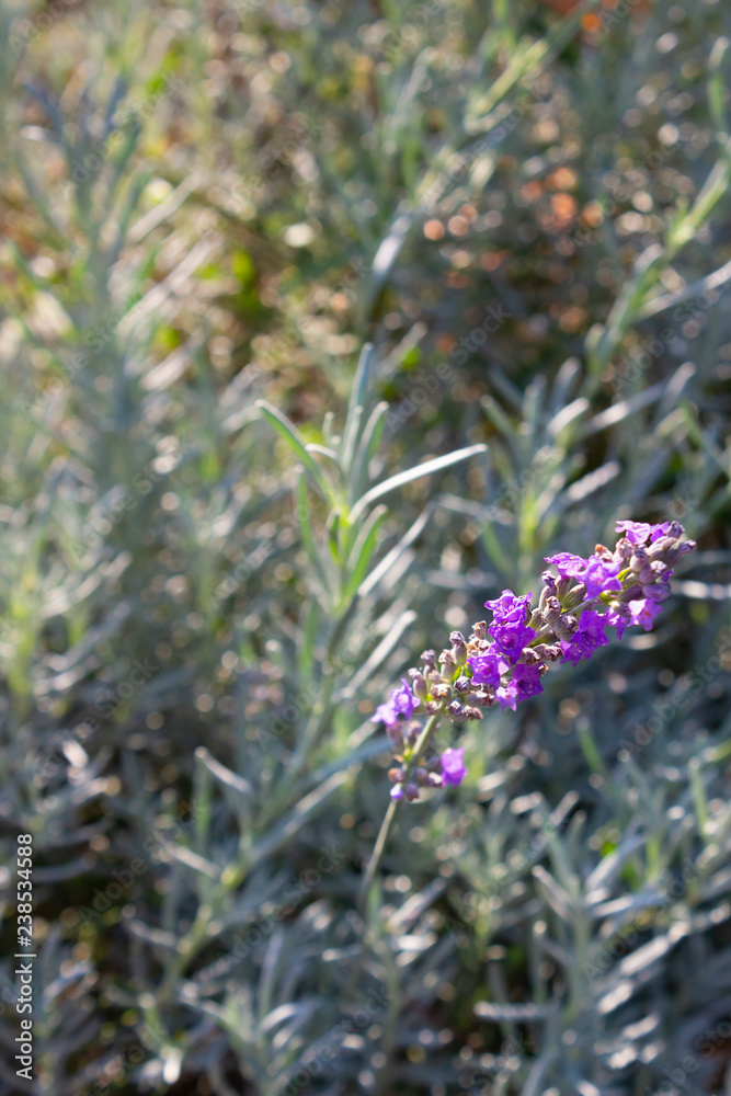Purple lavender flower on a soft background of its bright green leaves on a sunny day in the garden. Purple lavender flower on a soft background of its bright green leaves on a sunny day in the garden.