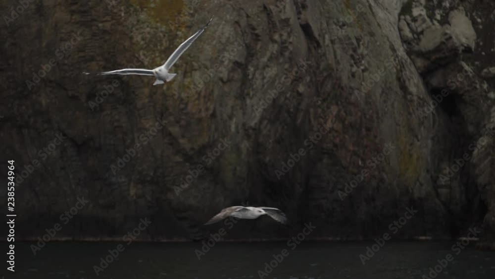 seagulls fly over the sea against the backdrop of the cliff