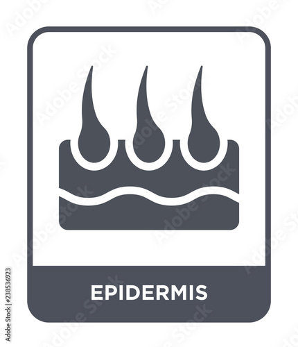 epidermis icon vector