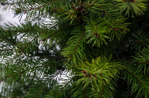 needles on the tree