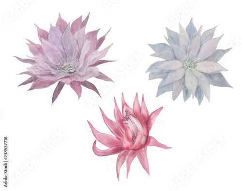 Wallpaper Mural Watercolor painting cactus flowers set isolated on white Torontodigital.ca