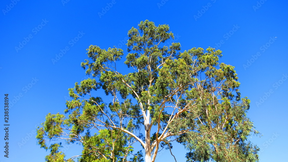 Fototapeta premium river torrens, adelaide, australia