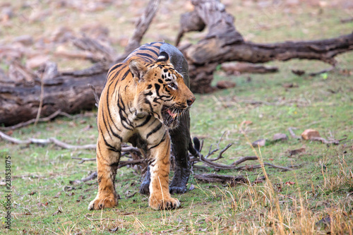 male tiger walking on the borders of Lake Tadoba in in Tadoba National Park in India